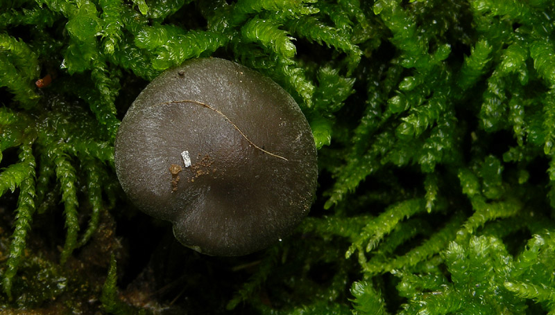 Sp.da determinare (cfr. Tephrocybe rancida)